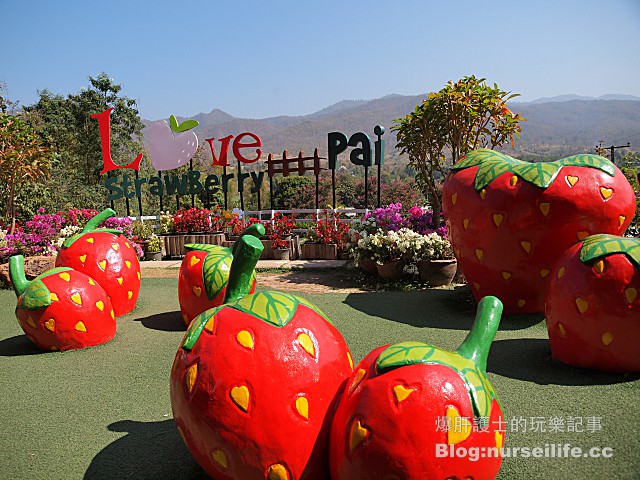 【擺鎮\拜城\pai】Love Strawberry Pai เลิฟสตรอเบอร์ - nurseilife.cc