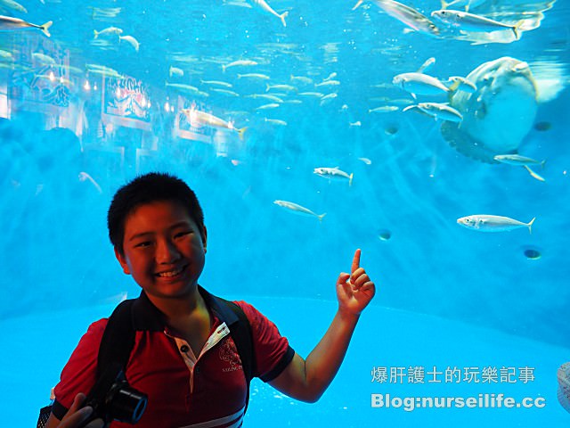 【仙台旅遊】仙台海之杜水族館 東北最大規模的水族館 - nurseilife.cc