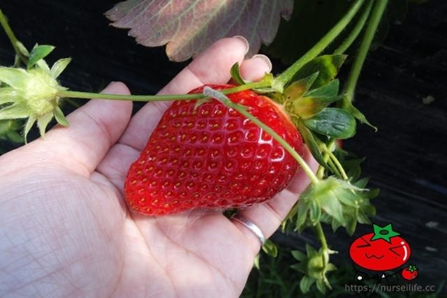 韓國、京畿｜韓國旅遊新玩法 來去首爾郊區「兩水」體驗採草莓、製作草莓巧克力 - nurseilife.cc