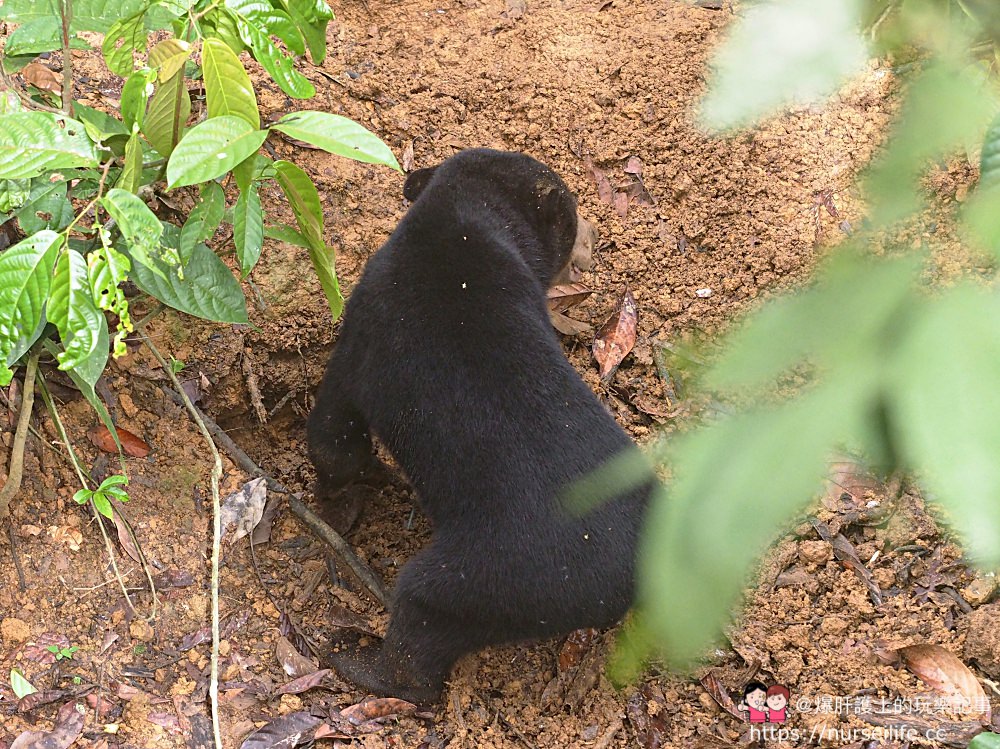 馬來西亞、沙巴｜山打根馬來熊保育中心 Bornean Sun Bear Conservation Centre - nurseilife.cc