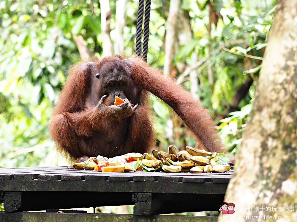 馬來西亞、沙巴｜山打根西必洛人猿保育中心 - nurseilife.cc
