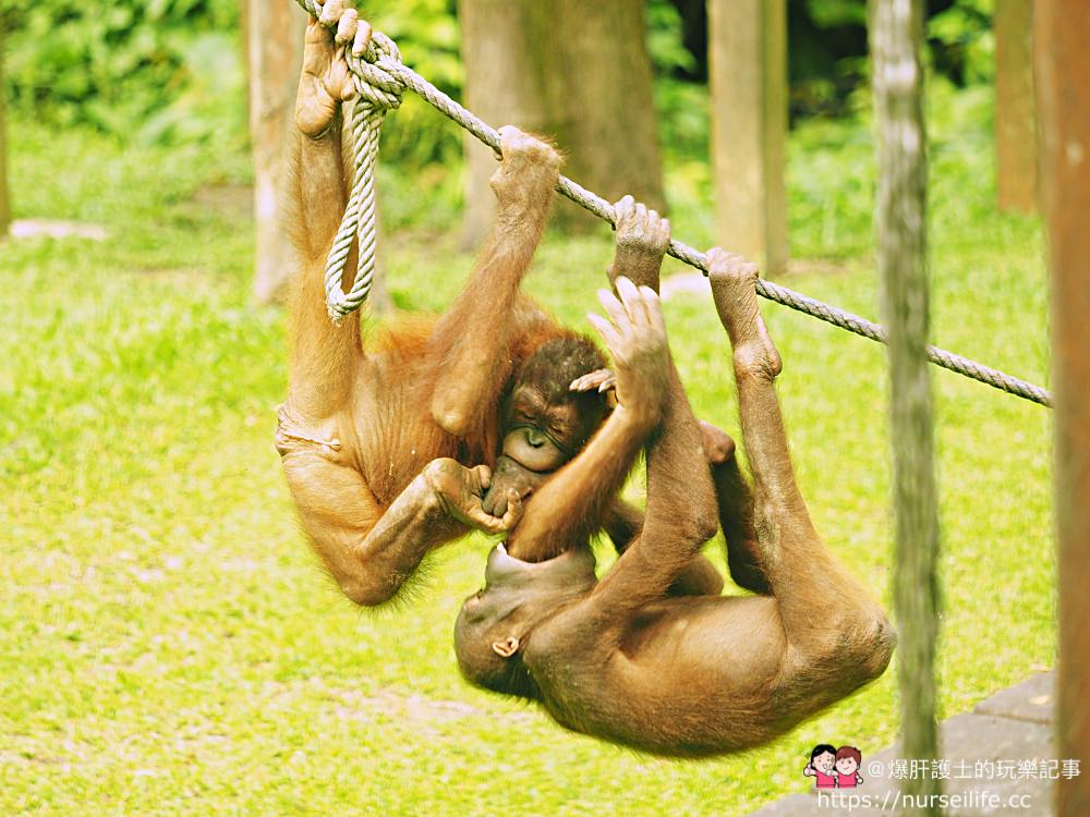馬來西亞、沙巴｜山打根西必洛人猿保育中心 - nurseilife.cc