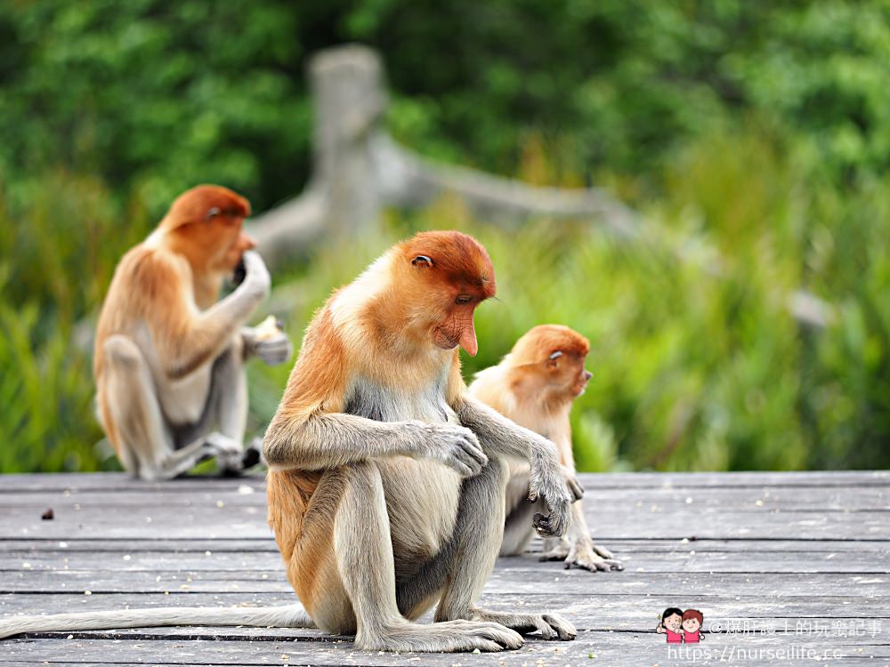 馬來西亞、沙巴｜山打根拉卜灣長鼻猴保育區 Labuk Bay Proboscis Monkey Sanctuary - nurseilife.cc