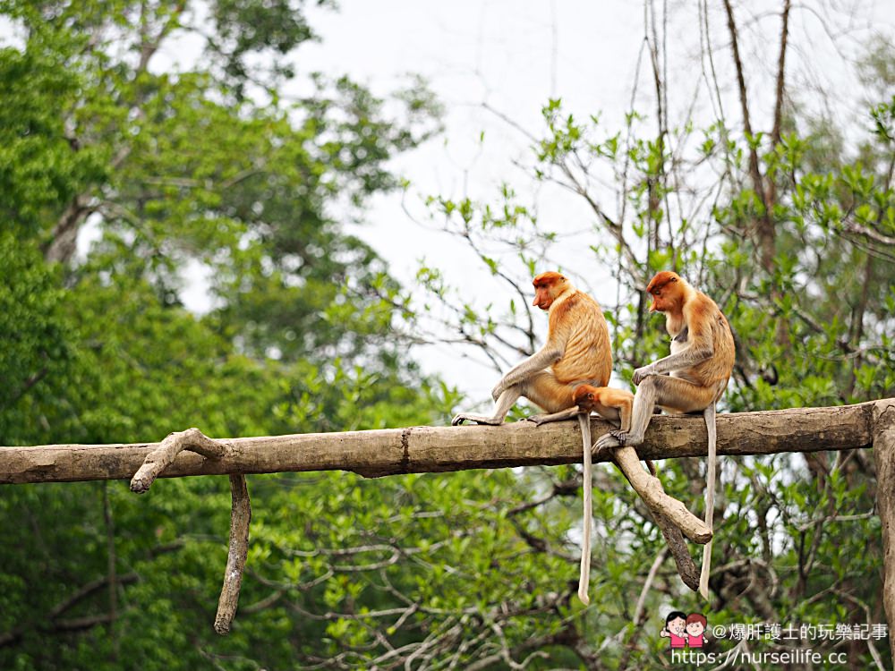 馬來西亞、沙巴｜山打根拉卜灣長鼻猴保育區 Labuk Bay Proboscis Monkey Sanctuary - nurseilife.cc