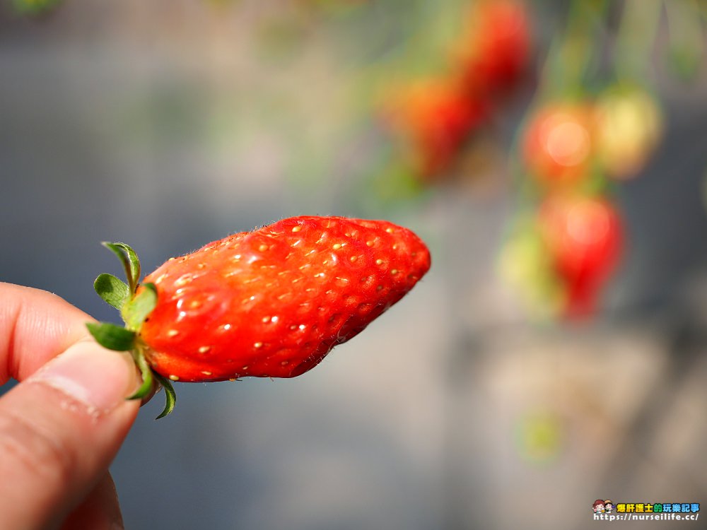 愛知、半田｜澤田農園．現採現吃日本採草莓吃到飽體驗 - nurseilife.cc