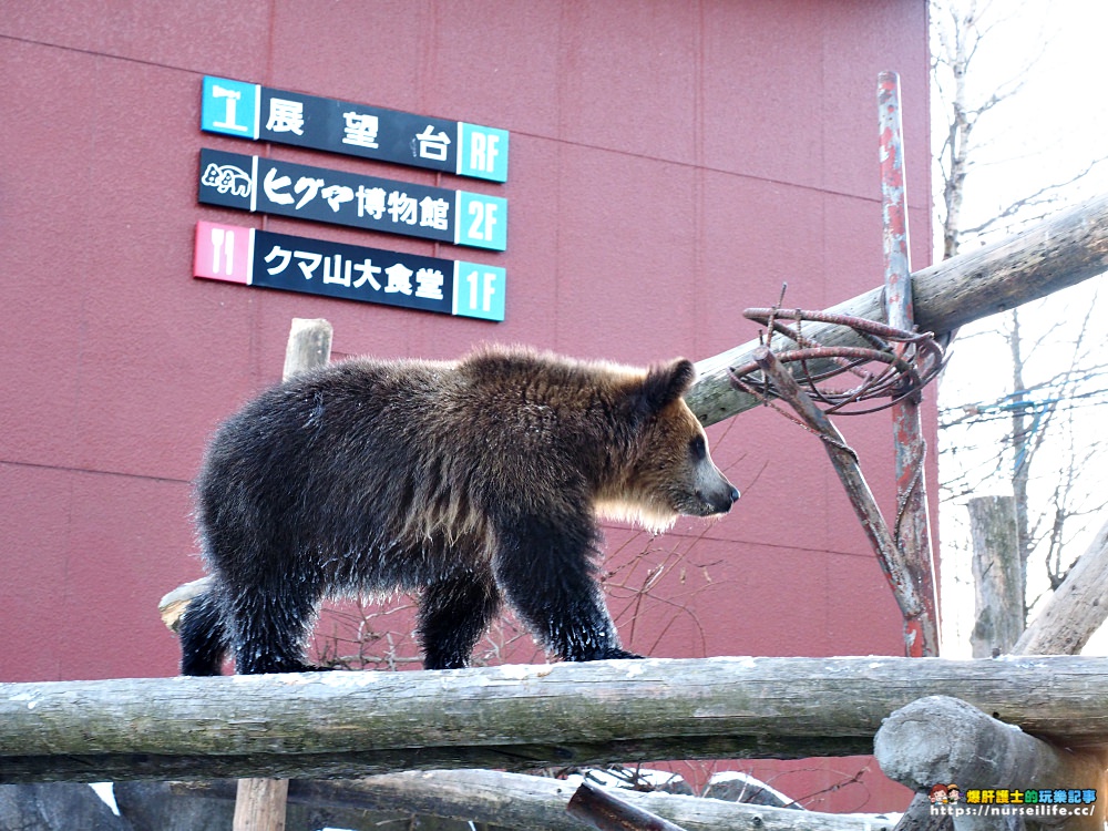 北海道｜登別熊牧場．熊出沒注意 - nurseilife.cc