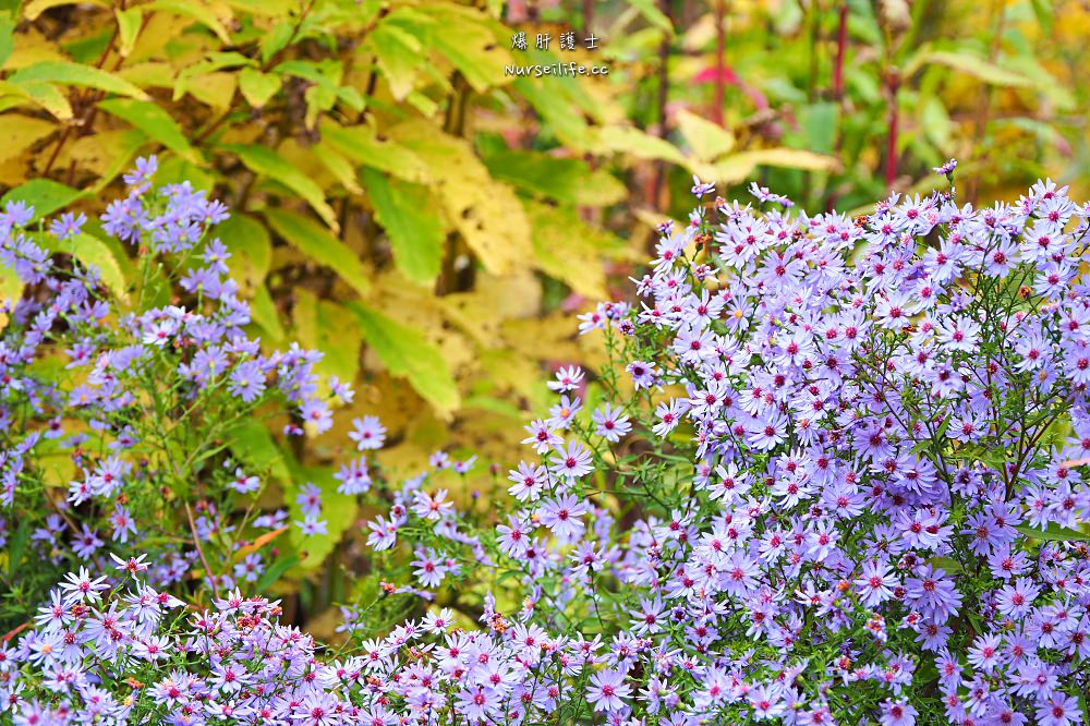 北海道、富良野｜風之花園．森林裡的英式花園 - nurseilife.cc
