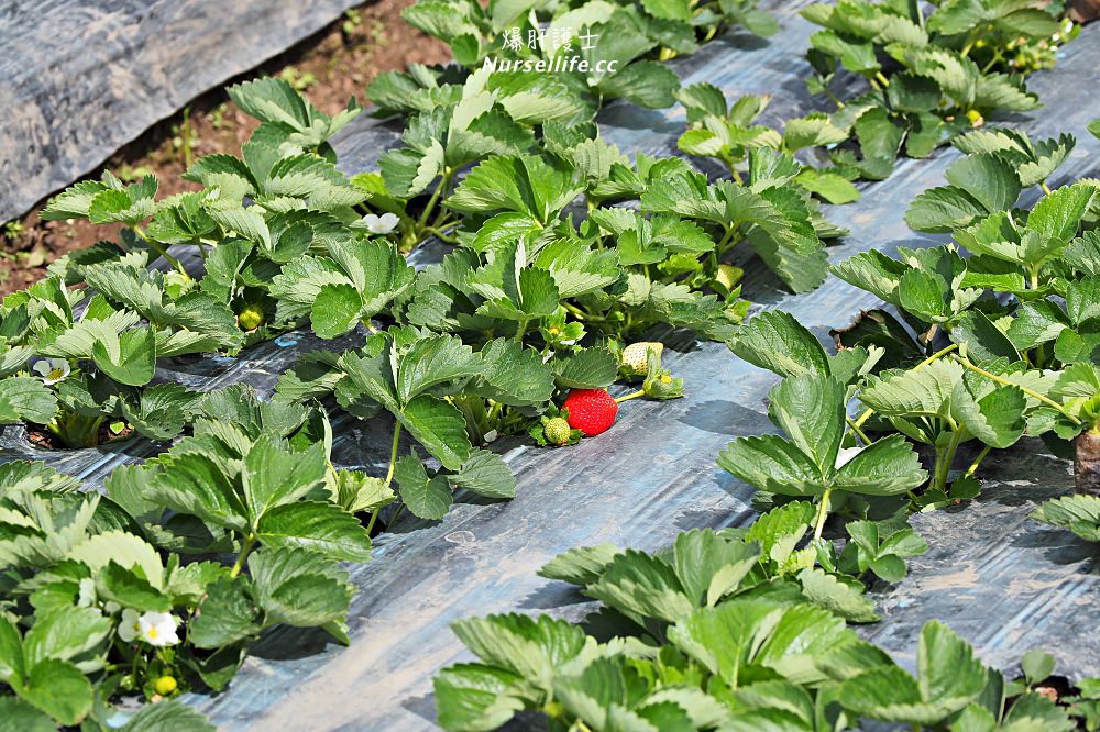 菲律賓、碧瑤BECI遊學日誌｜Strawberry picking．來採草莓吧！ - nurseilife.cc