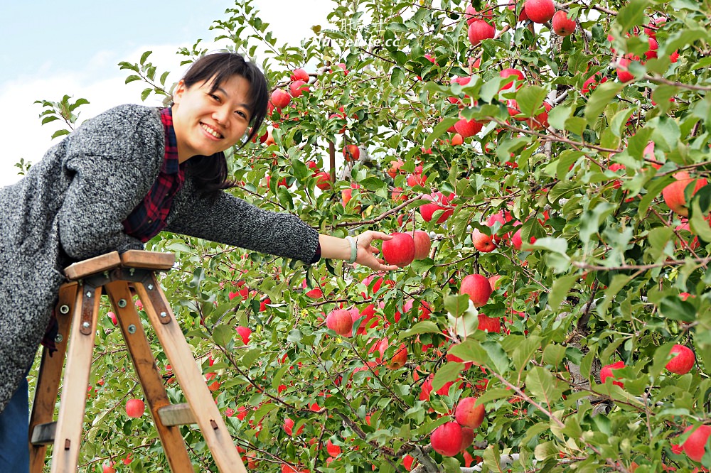 北海道｜築城果樹園．七飯町的採蘋果之旅 - nurseilife.cc