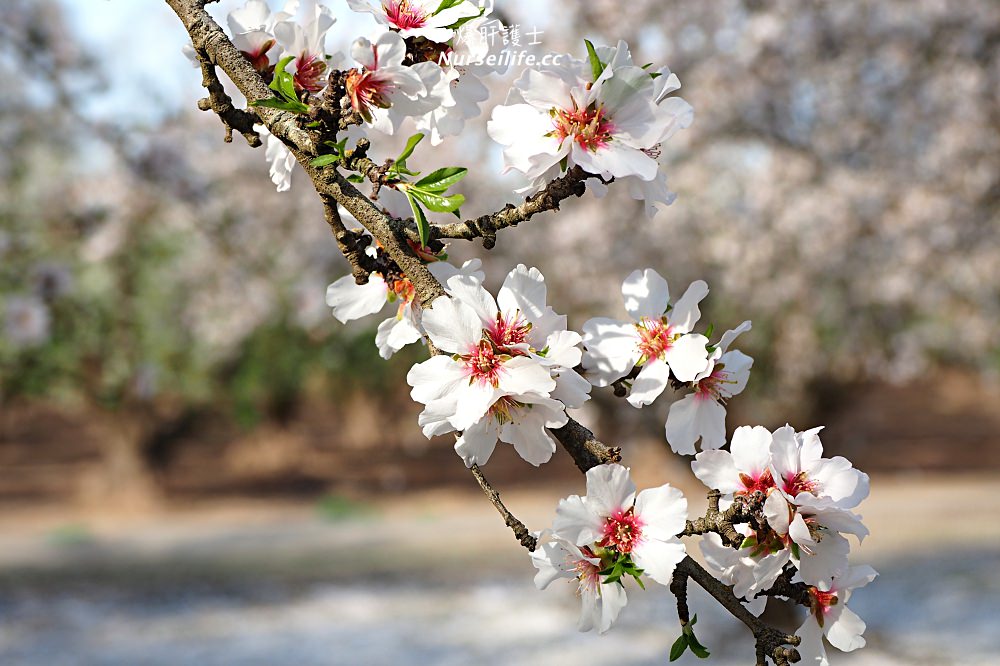 美國、加州｜弗雷斯諾Fresno County Blossom Trail．加州版三生三世十里桃花 - nurseilife.cc