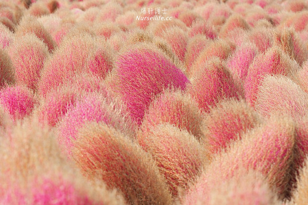 季節限定的粉紅掃帚草．是誰丟了滿地的毛線球！猪苗代ハーブ園 - nurseilife.cc