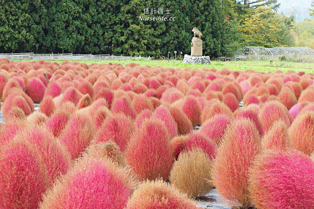 季節限定的粉紅掃帚草．是誰丟了滿地的毛線球！猪苗代ハーブ園 - nurseilife.cc