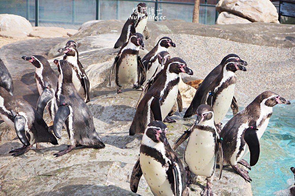 山口｜下關海響館．日本最大的企鵝村，還可以體驗餵食秀！ - nurseilife.cc