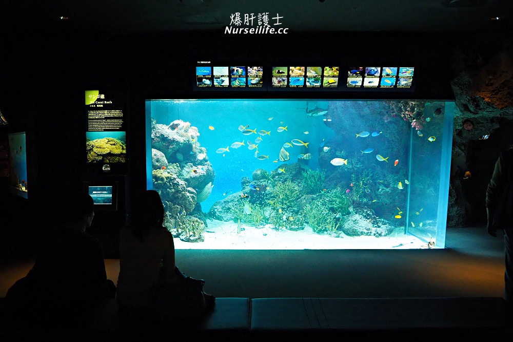 山口｜下關海響館．日本最大的企鵝村，還可以體驗餵食秀！ - nurseilife.cc