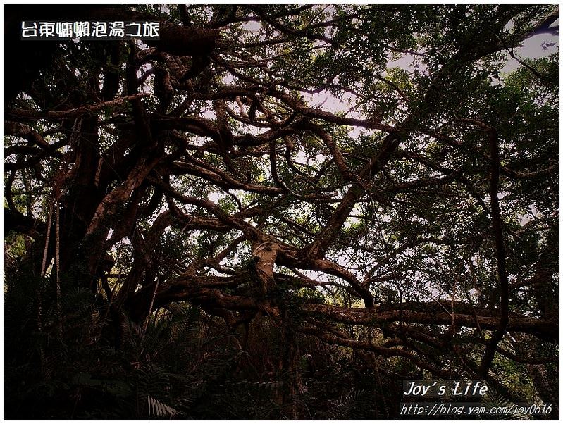【台東鹿野】森林博物館-會走路的樹 - nurseilife.cc