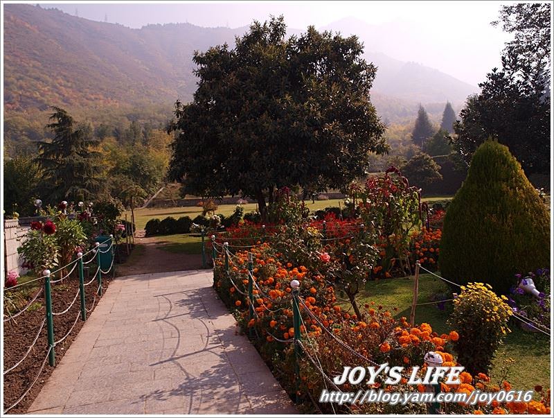 【印度】Mughal Garden Cheshmashahie - nurseilife.cc