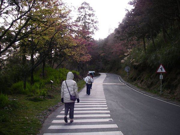 阿里山森林遊樂區--賞櫻散步去~ - nurseilife.cc