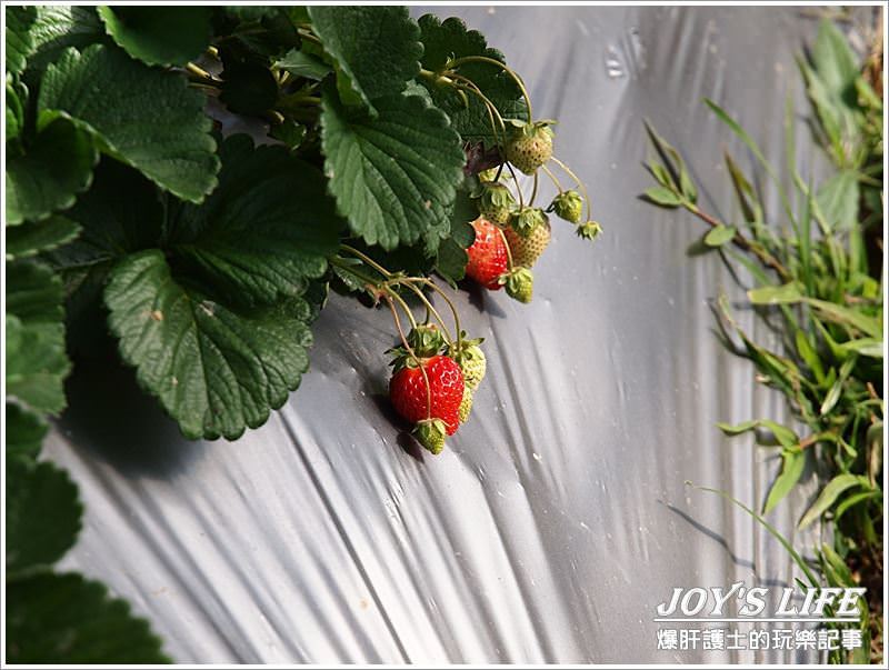 【苗栗 大湖】湖丘有機草莓園 有緣才吃得到的無毒草莓 - nurseilife.cc