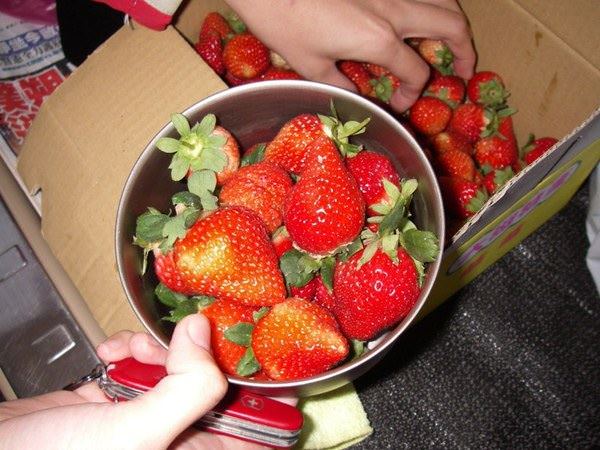 大湖草莓祭 - nurseilife.cc