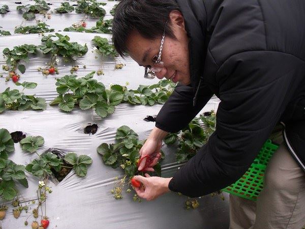 雪霸草莓園--上山採草莓 - nurseilife.cc