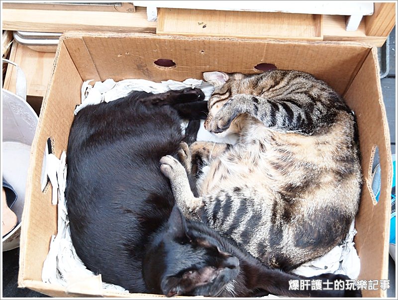 【台北東區】什麼!! 我訂到位了!! 屋頂上的貓私廚 - nurseilife.cc