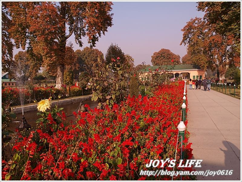 【印度】Heritage Mughal Garden Shalimar - nurseilife.cc
