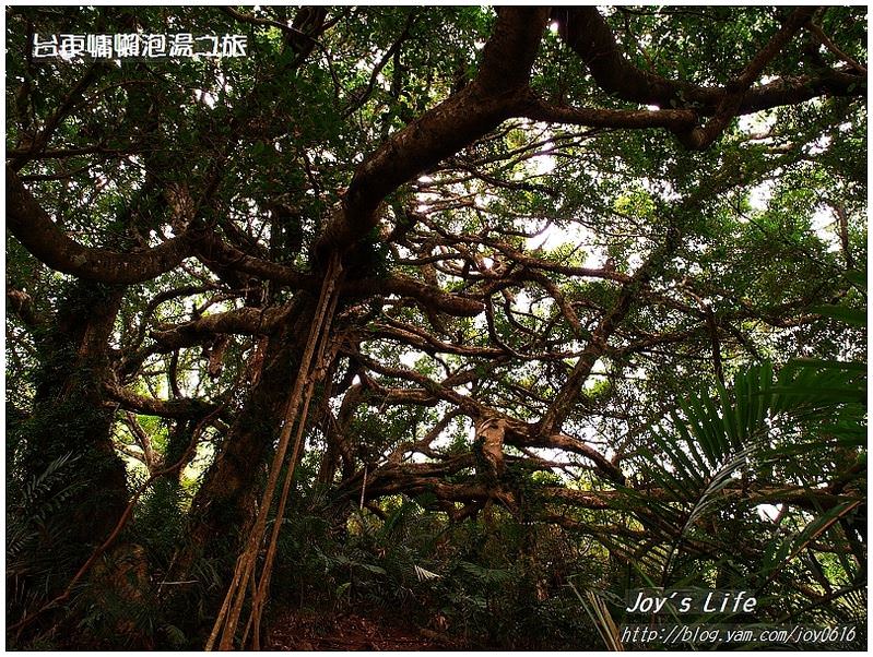 【台東鹿野】森林博物館-會走路的樹 - nurseilife.cc